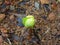 Melon seedlings