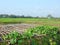 Melon vines on bamboo pergola, houses and farmer working in the field