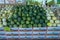 Melons on Display at a Market