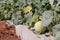 Melons on a farm plant in brazil