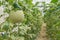 melons in the garden