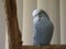 Melopsittacus Undulatus - blue is not my natural colour