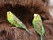 Melopsittacus undulatus - Budgerigar or budgies nesting together