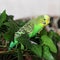 Melopsittacus undulatus. Green wavy parrot. Budgerigar.
