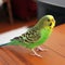 Melopsittacus undulatus. Green wavy parrot. Budgerigar.