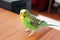 Melopsittacus undulatus. Green wavy parrot. Budgerigar.