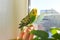 Melopsittacus undulatus. Green wavy parrot. Budgerigar. Parrot sitting on his hand