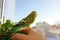 Melopsittacus undulatus. Green wavy parrot. Budgerigar. Parrot sitting on his hand