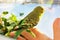 Melopsittacus undulatus. Green wavy parrot. Budgerigar. Parrot sitting on his hand