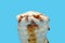 a melted vanilla flavor ice cream cone on blue background