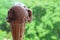 Melting Chocolate Ice Cream in Cone Against Blurry Green Garden