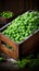 Melting frozen green peas in box. Healthy food vegetables concept