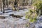 Melting ice in the swamp in the spring. Brown water flooded the square and snow. Coniferous forest