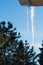 Melting Icicle with Pine Trees