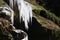 Melting icicles on rock ledge