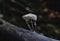 Melting porcelain mushrooms - Oudemansiella mucida - on a tree trunk in dark forest, Austria