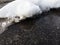 Melting snow on the asphalted street in the spring