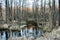 Meltwater lake in the forest in early spring. Melted snow turned into a pond. Dry branches and leaves on the shore