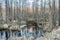 Meltwater lake in the forest in early spring. Melted snow turned into a pond. Dry branches and leaves on the shore