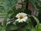 Membang Kertas / The zinnia paper flower & x28;Zinnia elegans Jaqc.& x29; Is a bright, durable and edible flower.
