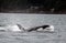 Member of Biggs Killer Whale pod of Orcas in San Juan Islands,