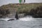 Member of Biggs Killer Whale pod of Orcas in San Juan Islands,