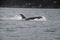 Member of Biggs Killer Whale pod of Orcas in San Juan Islands,