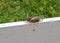 A member of Brood X of the Periodical or 17 year Cicadas, rests on a fence