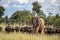 Members of big five African animals, elephant and buffalo walking together in savannah in African safari in Zimbabwe