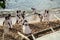 members of the Candomble religion are seen gathered on Rio Vermelho beach in the city of Salvador, Bahia