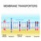 Membrane transporters. vector illustration