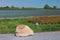 Memorable stone `Qol Ghali` on coast of Volga. Bulgar, Russia