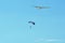 Memorial Airshow. Let L-13 Blanik glider, sailplane with parachutist or skydiver