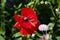 Memorial Day. opium flower. poppy of wartime remembrance. symbol of sleep, peace, and death. Poppy seeds contain morphine and