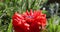 Memorial day in united states red poppy flower close up illuminated by the sun with bees