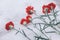 Memorial flowers. Red carnations in the snow in memory of the war.