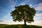 Memorial maple tree on the mystic place in Votice