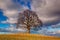 Memorial maple tree on the mystic place in Votice, Czech Republic