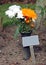 Memorial plaque and flowers in cemetery