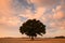 Memorial tree on the mystic place