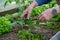 Men adult pinch and remove suckers on tomato plant