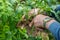 Men adult pinch and remove suckers on tomato plant