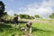 Men In Carrot Garden