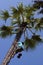 Men clinming onto the palm in Bagan, Burma, Asia