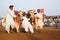 Men controlling bulls at a bull race competetion