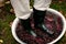 Men crushing or press ripe grapes by fit in boots.