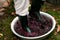 Men crushing or press ripe grapes by fit in boots.