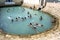 Men dive into Vali North Pradeshiya Sabha (Keerimalai Sacred Bath) in the Jaffna region of Sri Lanka.