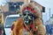 Men dressed as african warriors with hair decoration and animal skins at traditional Pereberia means `change clothes` carnival