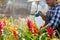 Men gardener taking care flowers of red  in pots in greenhouse